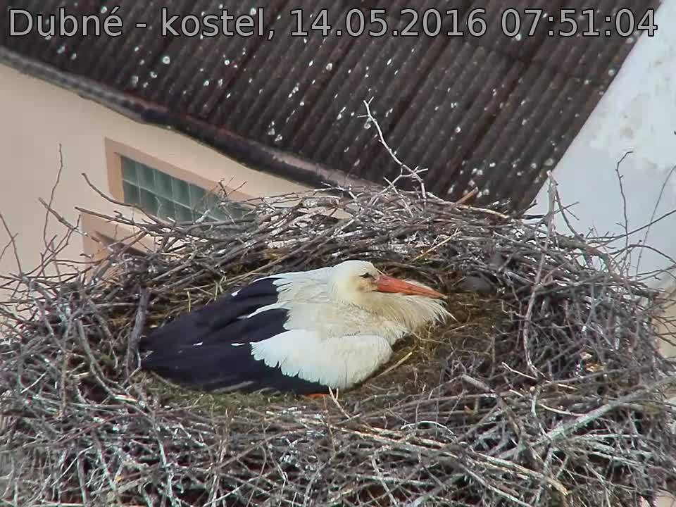 Capi_Dubne_20160514_075104.jpg (960 x 720)