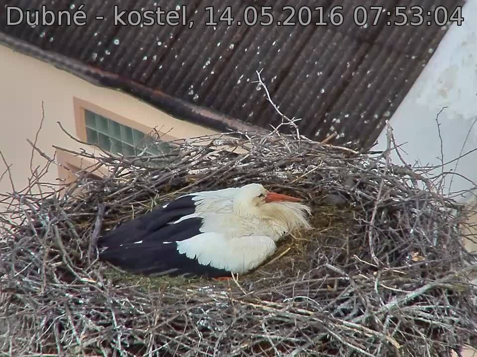 Capi_Dubne_20160514_075304.jpg (960 x 720)