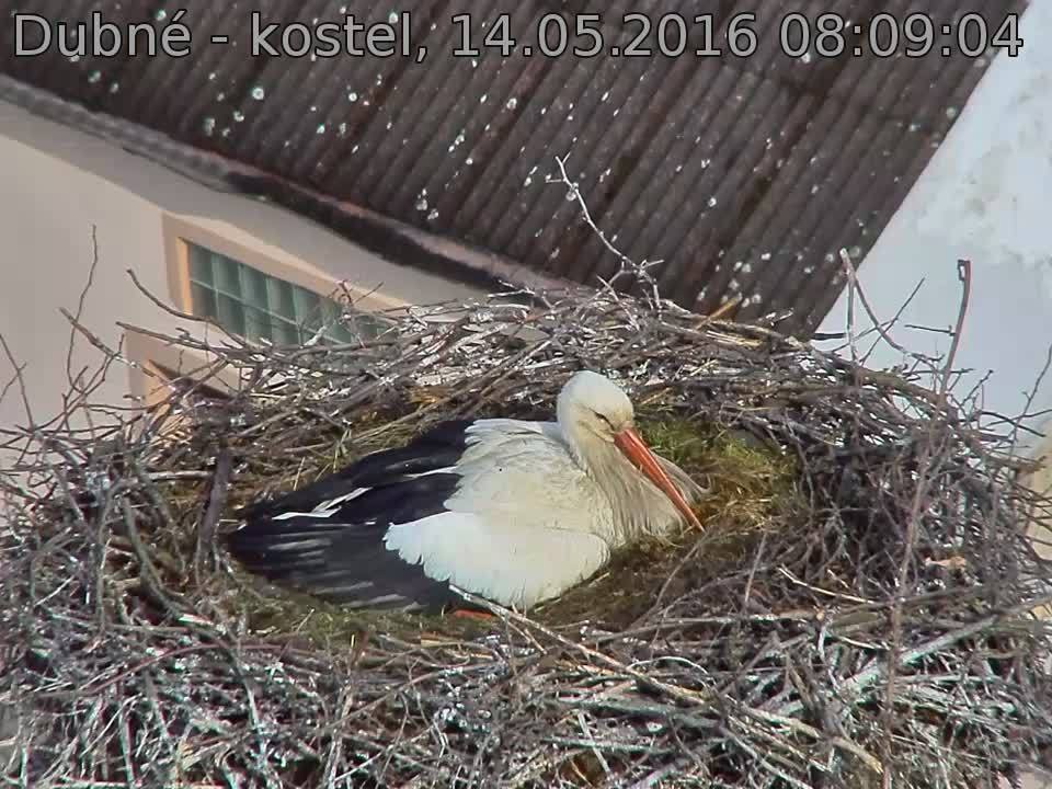 Capi_Dubne_20160514_080904.jpg (960 x 720)