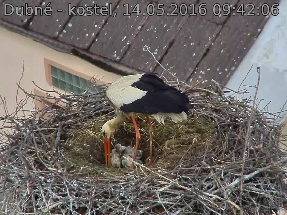 Capi_Dubne_20160514_094206.jpg (960 x 720)