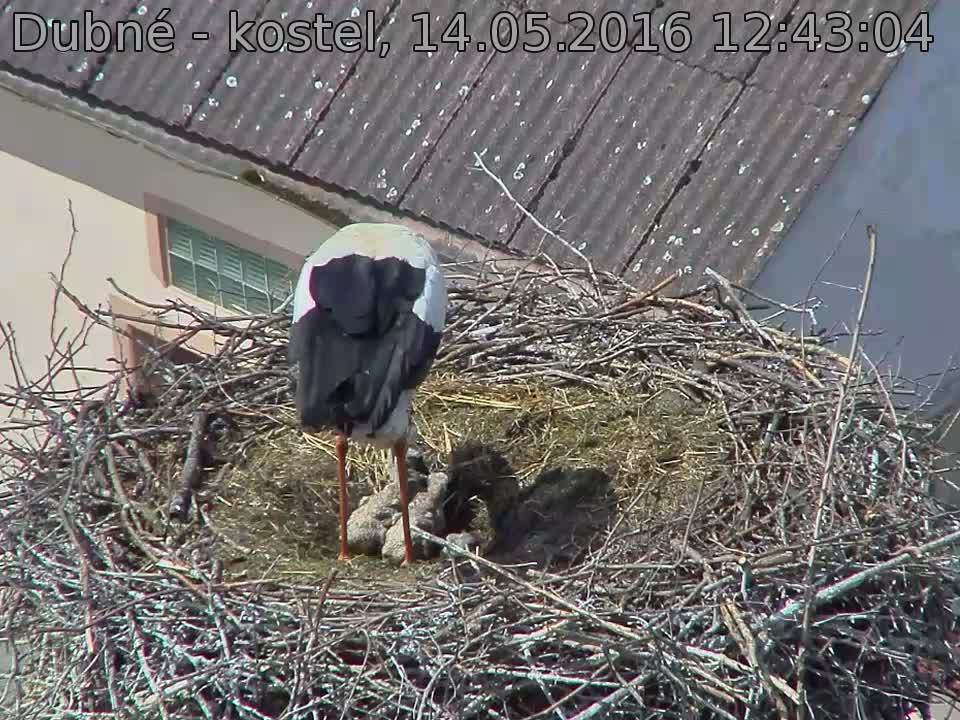 Capi_Dubne_20160514_124304.jpg (960 x 720)