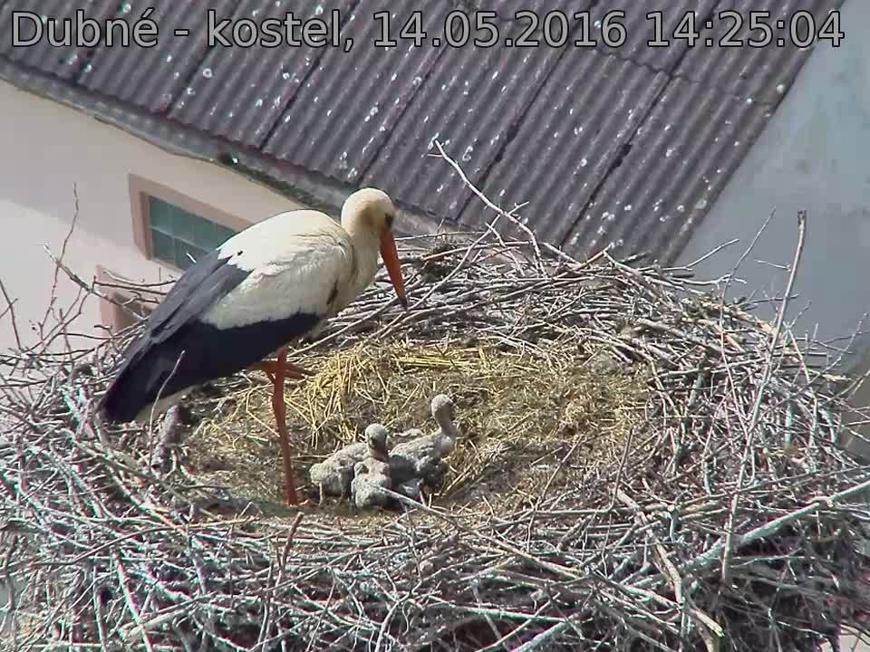 Capi_Dubne_20160514_142504.jpg (960 x 720)
