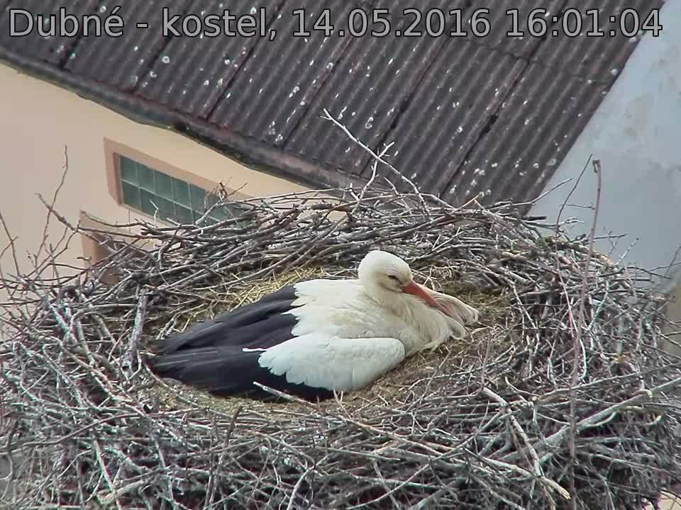 Capi_Dubne_20160514_160104.jpg (960 x 720)