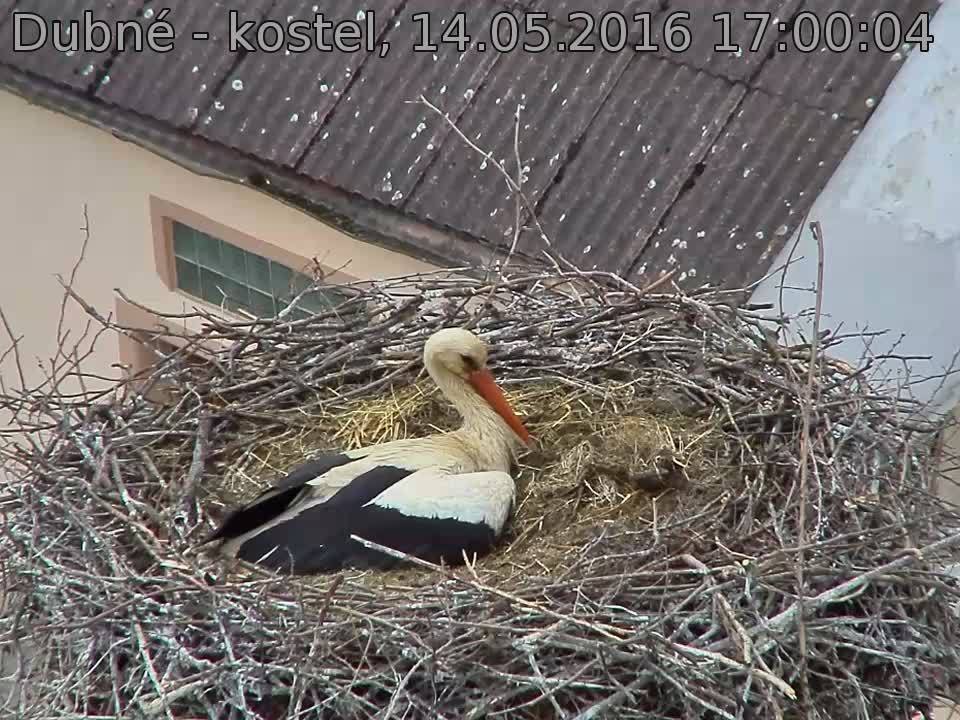 Capi_Dubne_20160514_170004.jpg (960 x 720)