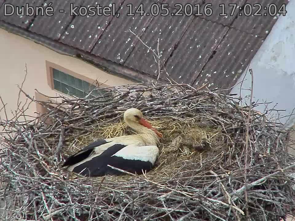 Capi_Dubne_20160514_170204.jpg (960 x 720)