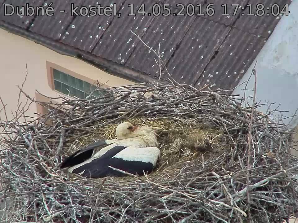 Capi_Dubne_20160514_171804.jpg (960 x 720)