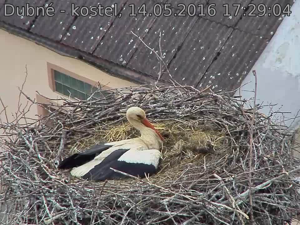 Capi_Dubne_20160514_172904.jpg (960 x 720)