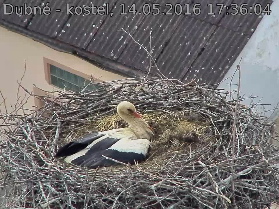 Capi_Dubne_20160514_173604.jpg (960 x 720)