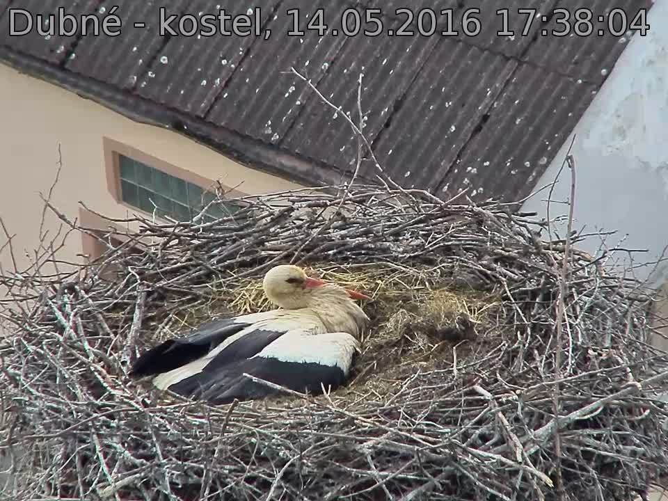 Capi_Dubne_20160514_173804.jpg (960 x 720)