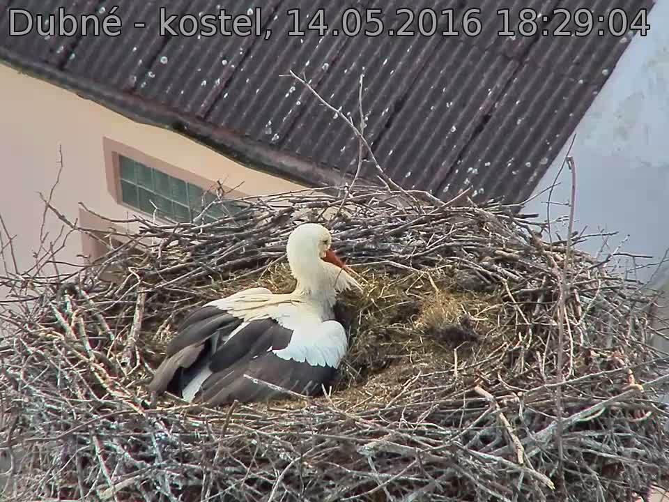 Capi_Dubne_20160514_182904.jpg (960 x 720)