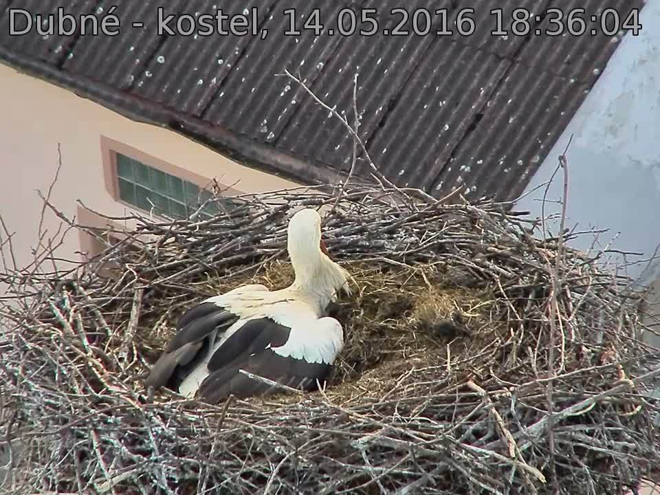 Capi_Dubne_20160514_183604.jpg (960 x 720)