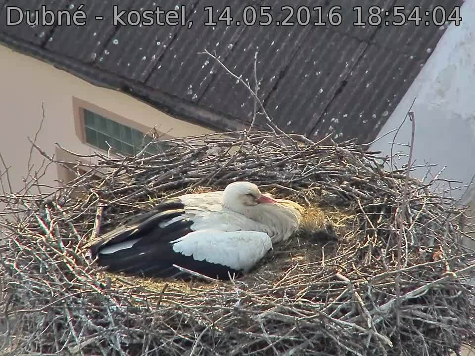 Capi_Dubne_20160514_185404.jpg (960 x 720)