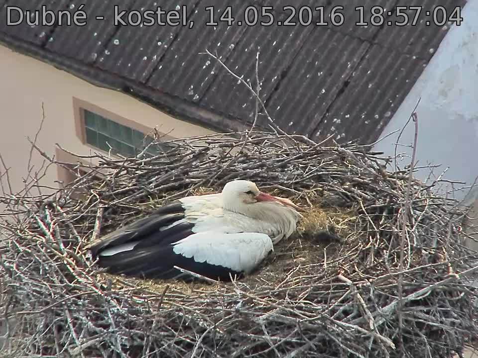 Capi_Dubne_20160514_185704.jpg (960 x 720)