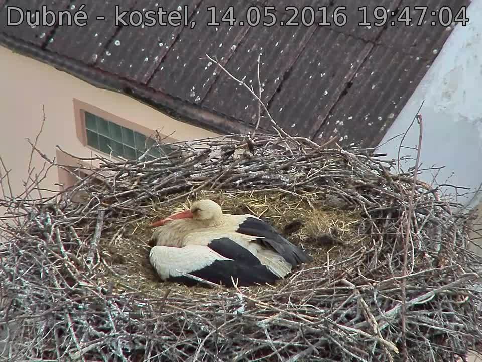 Capi_Dubne_20160514_194704.jpg (960 x 720)
