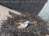 Capi_Dubne_20160516_103102.jpg