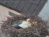 Capi_Dubne_20160516_121802.jpg