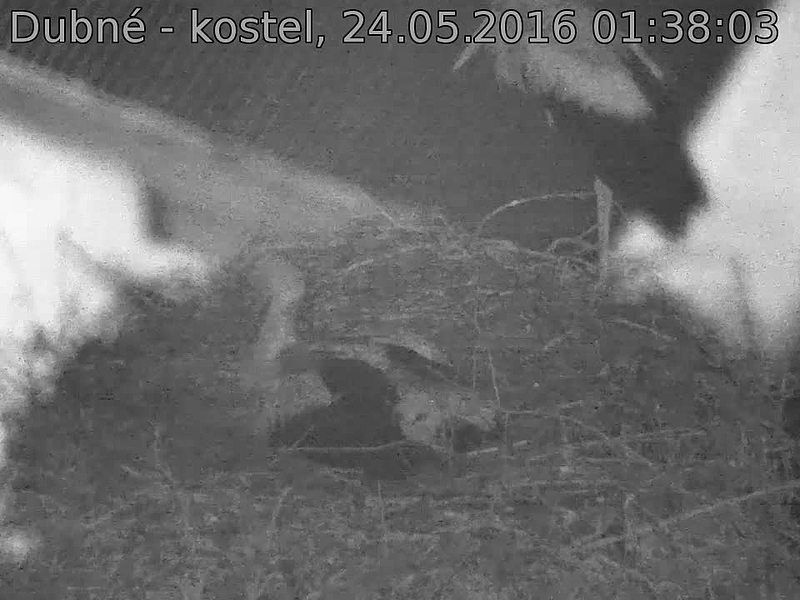 Capi_Dubne_20160524_013803.jpg (960 x 720)