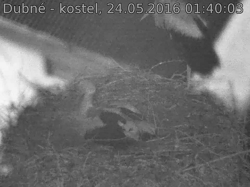 Capi_Dubne_20160524_014003.jpg (960 x 720)