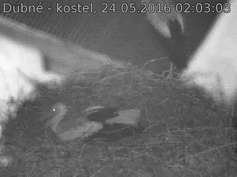 Capi_Dubne_20160524_020303.jpg (960 x 720)