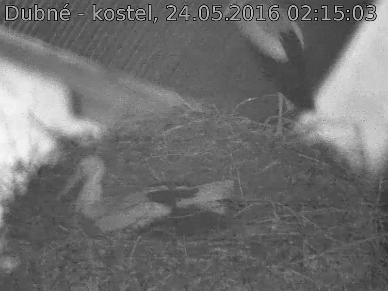 Capi_Dubne_20160524_021503.jpg (960 x 720)