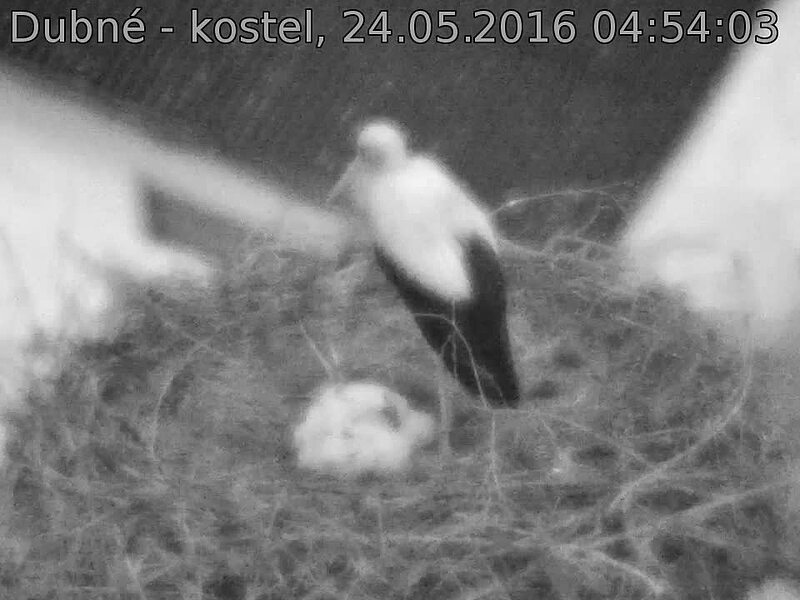 Capi_Dubne_20160524_045403.jpg (960 x 720)