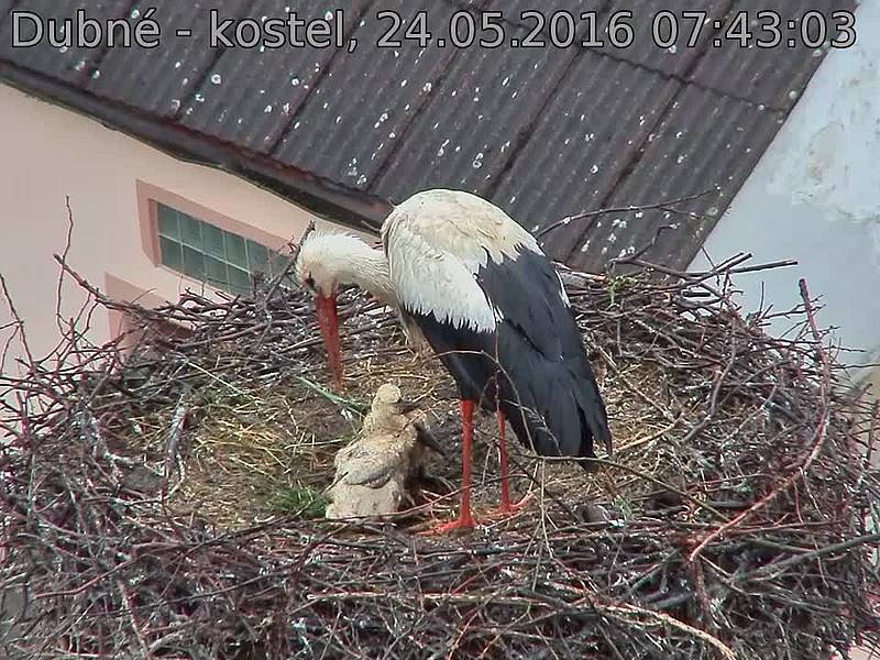 Capi_Dubne_20160524_074303.jpg (960 x 720)