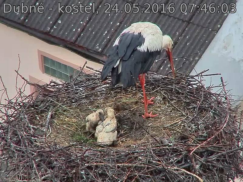 Capi_Dubne_20160524_074603.jpg (960 x 720)