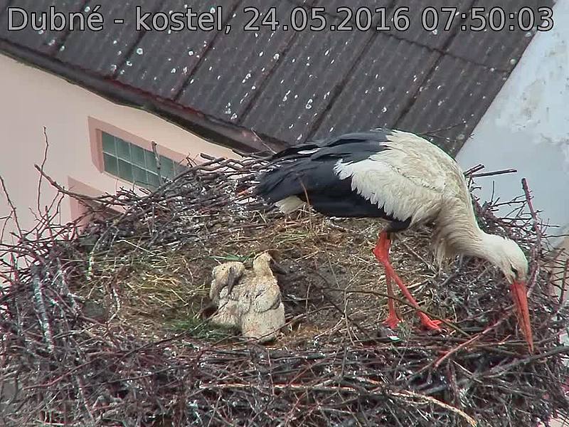 Capi_Dubne_20160524_075003.jpg (960 x 720)