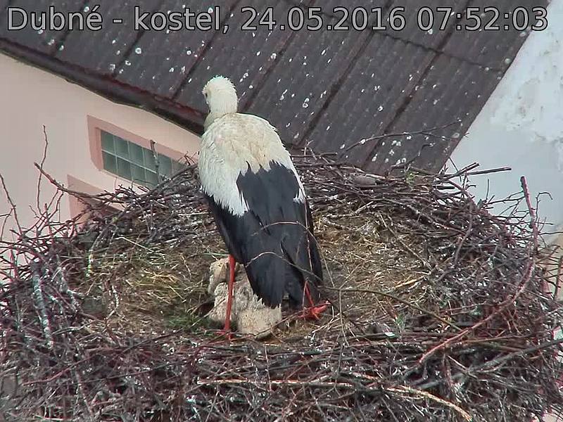 Capi_Dubne_20160524_075203.jpg (960 x 720)