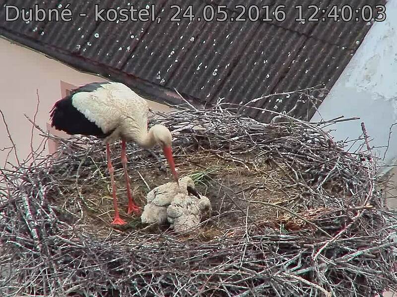 Capi_Dubne_20160524_124003.jpg (960 x 720)