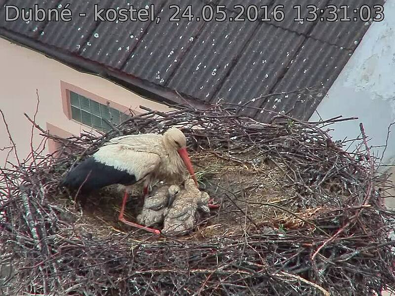Capi_Dubne_20160524_133103.jpg (960 x 720)