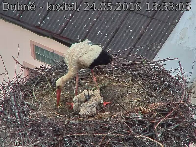 Capi_Dubne_20160524_133303.jpg (960 x 720)