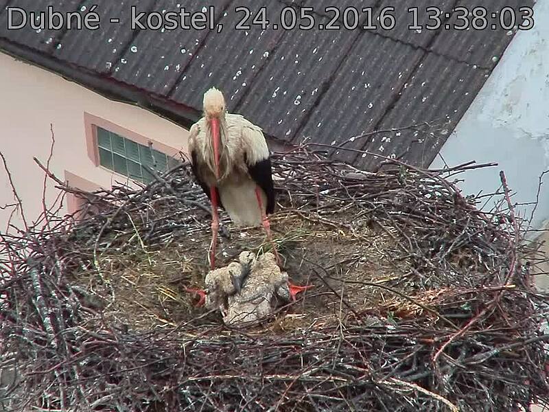 Capi_Dubne_20160524_133803.jpg (960 x 720)