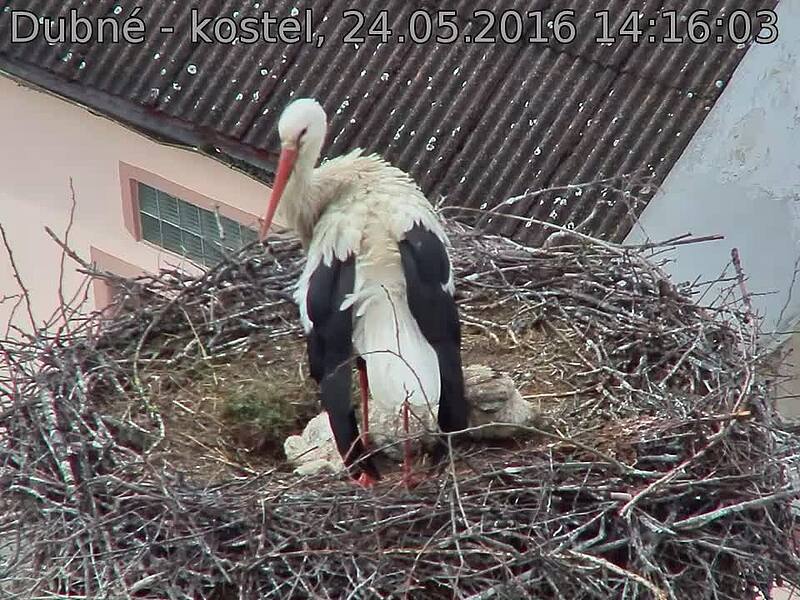 Capi_Dubne_20160524_141603.jpg (960 x 720)