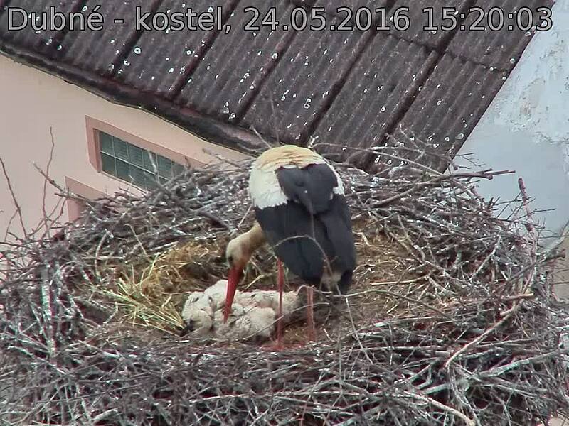Capi_Dubne_20160524_152003.jpg (960 x 720)