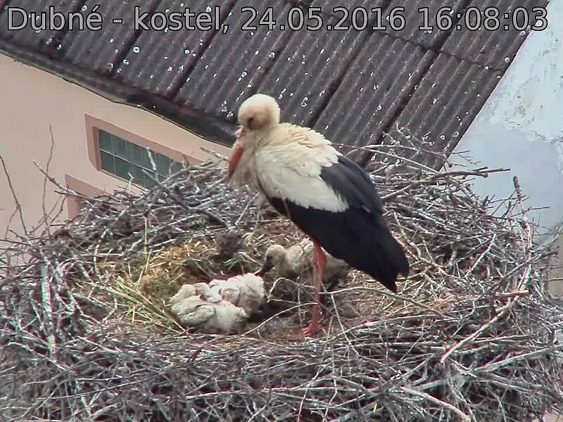 Capi_Dubne_20160524_160803.jpg (960 x 720)
