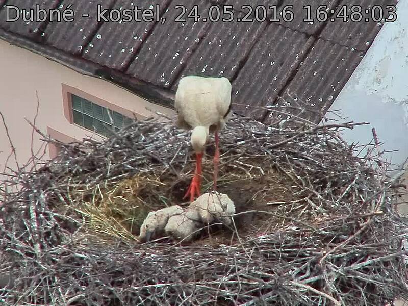 Capi_Dubne_20160524_164803.jpg (960 x 720)