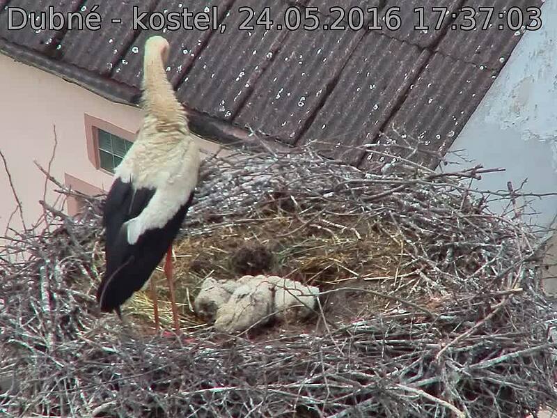 Capi_Dubne_20160524_173703.jpg (960 x 720)