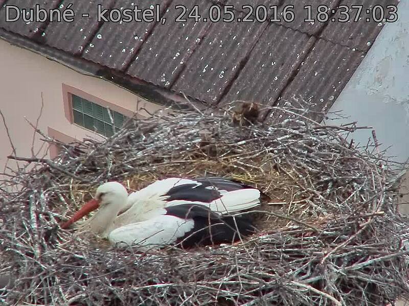 Capi_Dubne_20160524_183703.jpg (960 x 720)