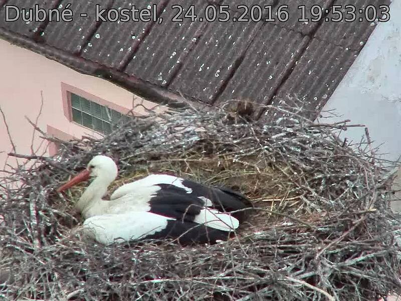 Capi_Dubne_20160524_195303.jpg (960 x 720)