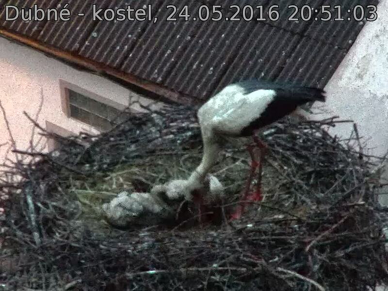 Capi_Dubne_20160524_205103.jpg (960 x 720)