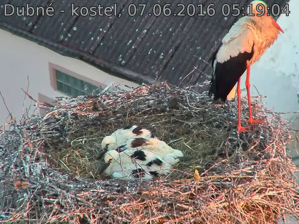 Capi_Dubne_20160607_051904.jpg (960 x 720)
