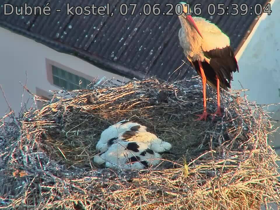 Capi_Dubne_20160607_053904.jpg (960 x 720)