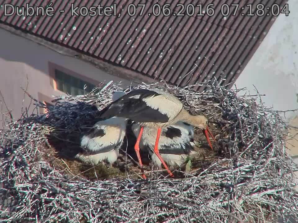 Capi_Dubne_20160607_071804.jpg (960 x 720)