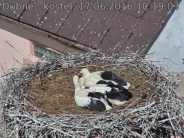 Capi_Dubne_20160617_101904.jpg (960 x 720)