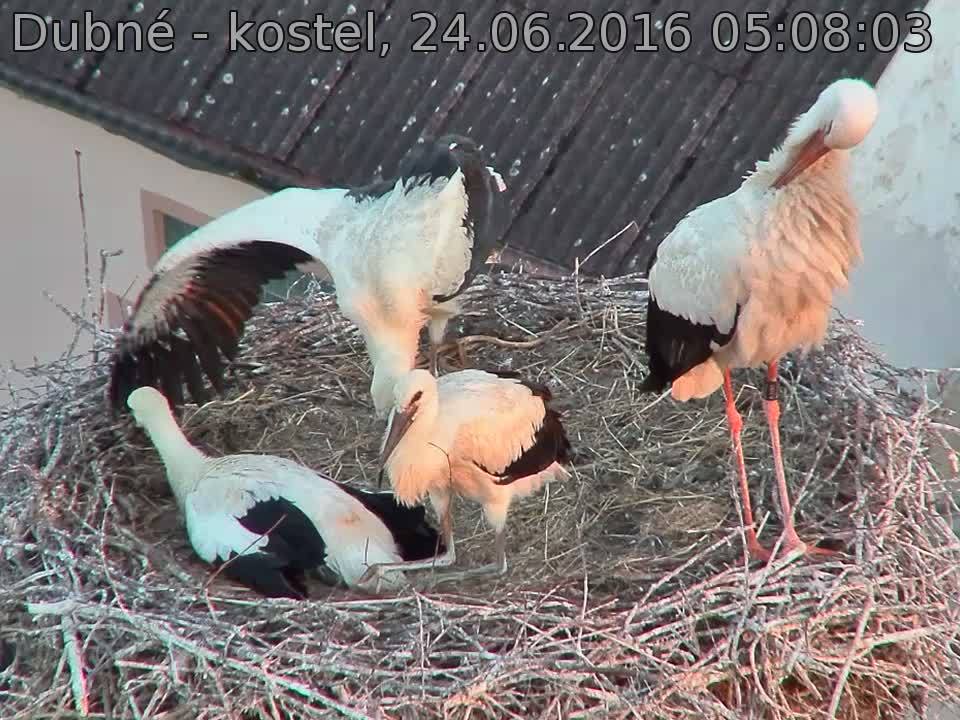 Capi_Dubne_20160624_050803.jpg (960 x 720)