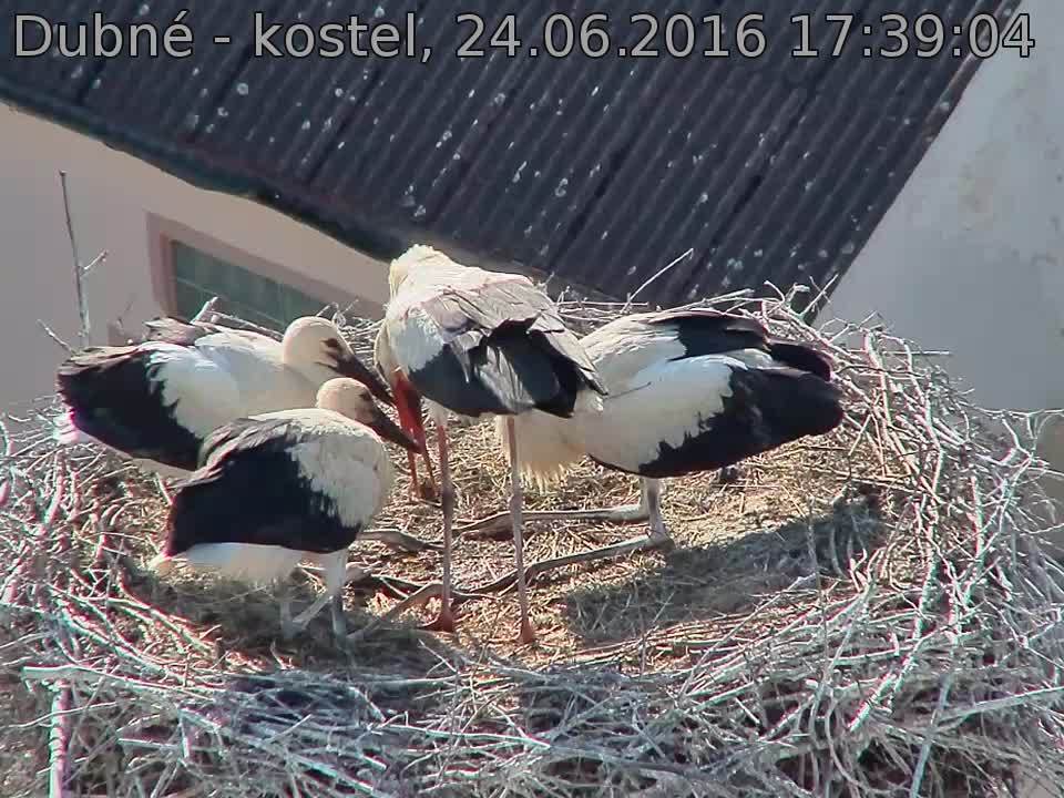 Capi_Dubne_20160624_173904.jpg (960 x 720)