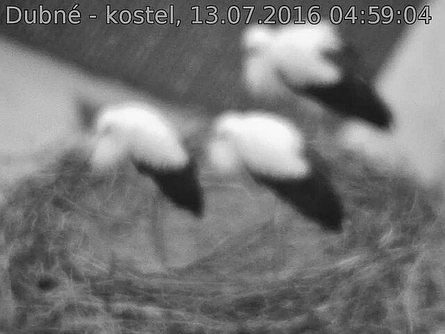 Capi_Dubne_20160713_045904.jpg (960 x 720)