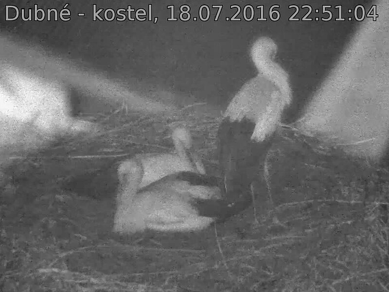 Capi_Dubne_20160718_225104.jpg (960 x 720)