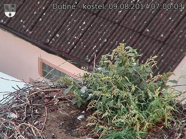 Capi_Dubne_20170809_070003.jpg (1440 x 1080)
